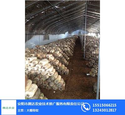 洛阳养殖大棚,腾达农业,养殖大棚建设厂家